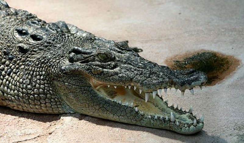 Ils-sauvent-leur-ami-en-lextirpant-de-la-machoire-dun-crocodile