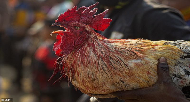 Inde-un-coq-de-combat-tue-son-maitre-avec-une-lame