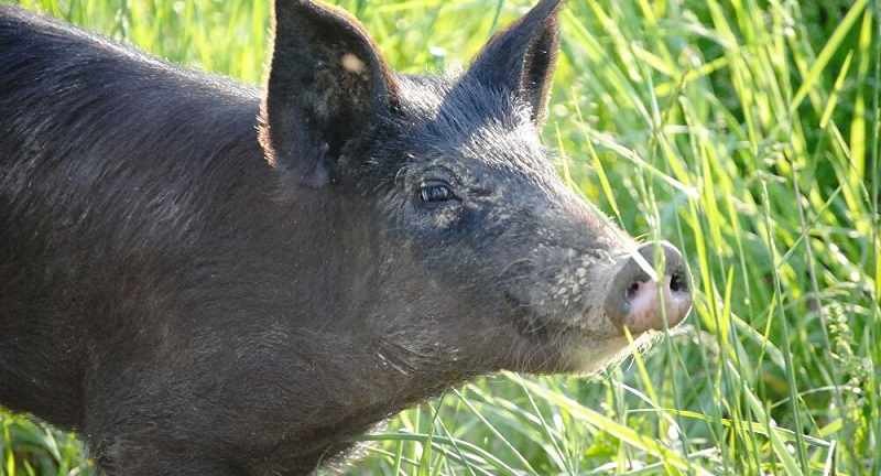 Inde-un-garcon-de-4-ans-tue-par-des-cochons-sauvages