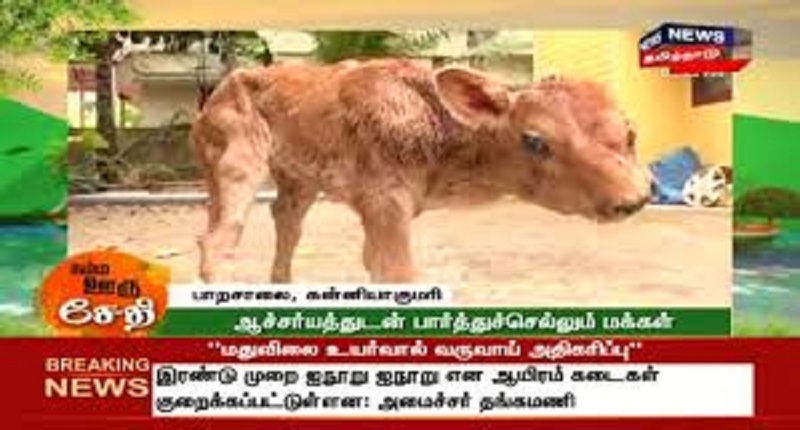 Inde-un-veau-a-deux-tetes-fait-le-buzz-dans-le-sud-du-pays