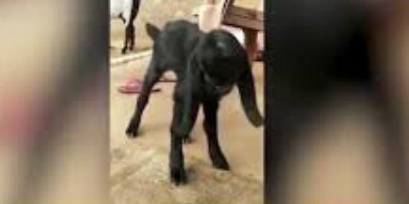 Inde-une-chevre-a-visage-humain-consideree-comme-une-incarnation-divine-video