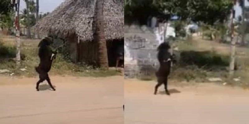 Inde-une-chevre-qui-marche-sur-ses-pattes-arriere-fait-le-buzz-video-1