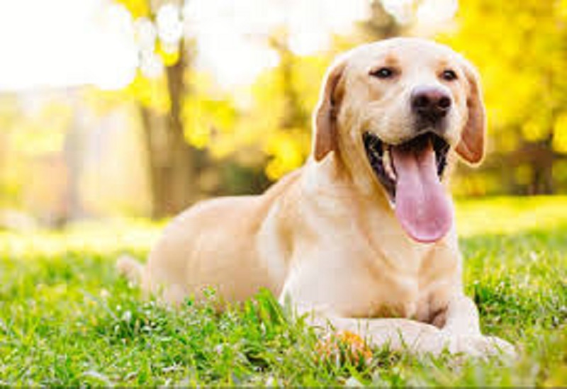 Indonesie-Covid-19-pour-eviter-la-faim-des-populations-vendent-leurs-chiens