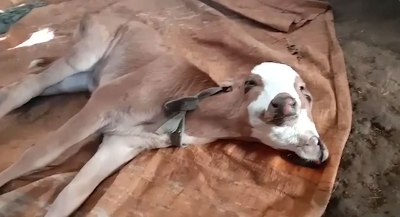 Indonesie-la-naissance-d-un-veau-a-2-tetes-provoque-l-emoi