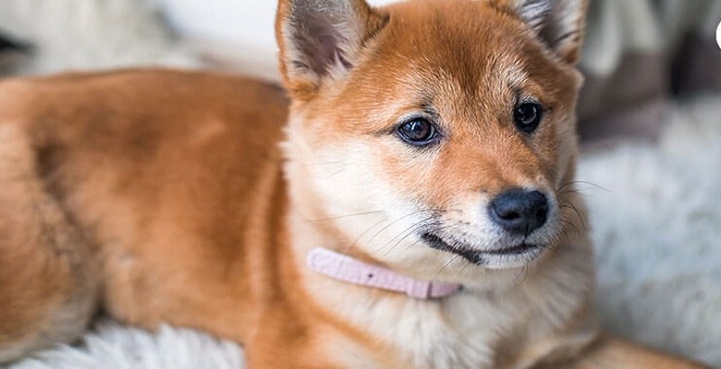 Italie-une-chienne-donne-naissance-a-un-chiot-vert-photo-1