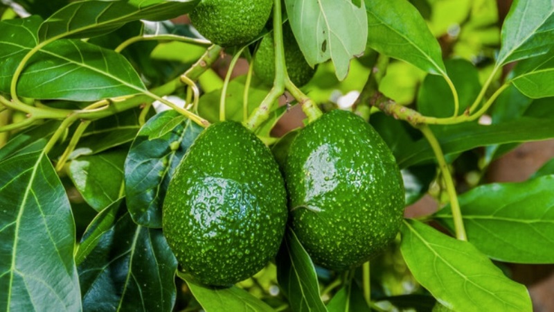 Kenya-Leader-de-lexport-davocats