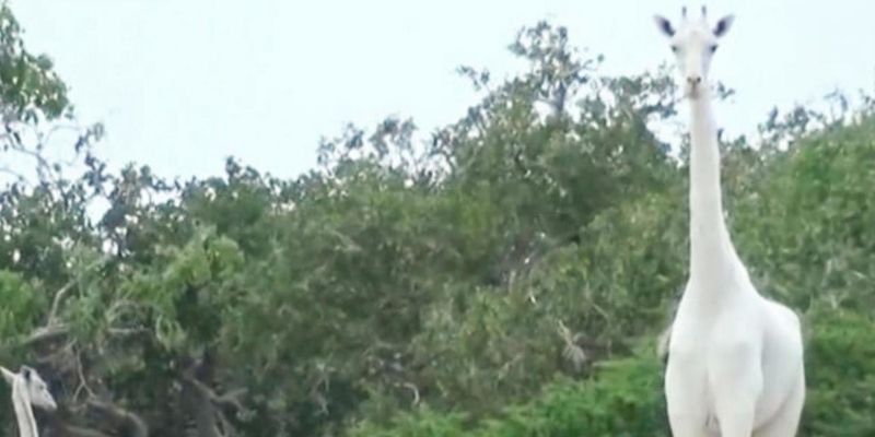 Kenya-sauver-la-derniere-girafe-blanche-quoi-quil-en-coute