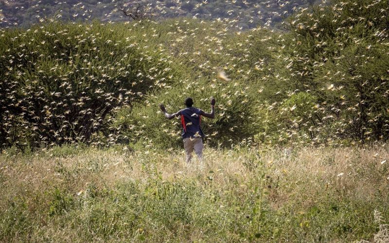 LAfrique-de-lEst-tourmentee-par-la-pire-invasion-de-criquets-depuis-70-ans