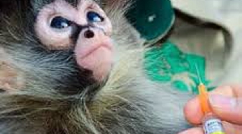 La-Chine-immunise-avec-succes-des-singes-contre-le-coronavirus