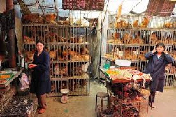 La-Chine-veut-arreter-labattage-et-la-vente-de-volailles-vivantes