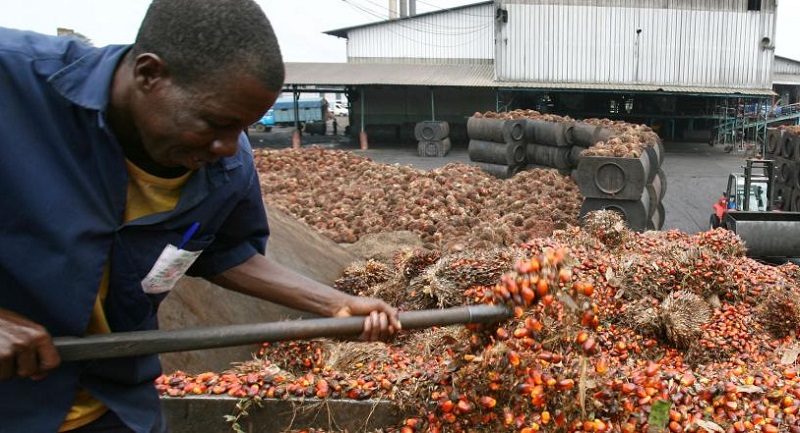 La-Cote-dIvoire-va-produire-de-lelectricite-a-partir-des-residus-du-palmier-et-du-cacao