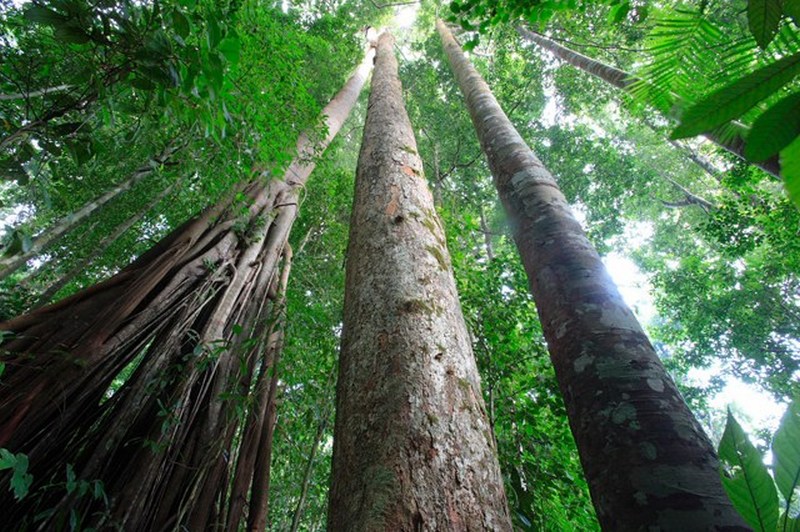 Ficus sp
