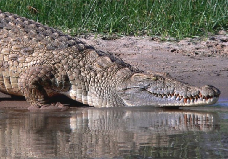 canne a peche crocodile