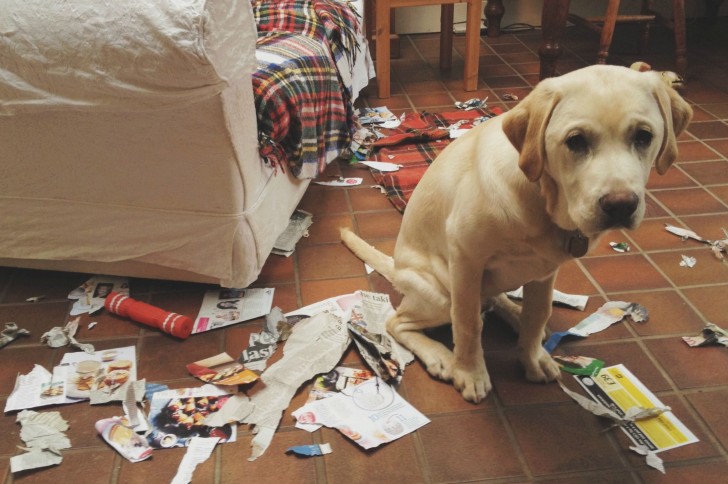La chienne d'une famille endettée saisie et vendue sur internet