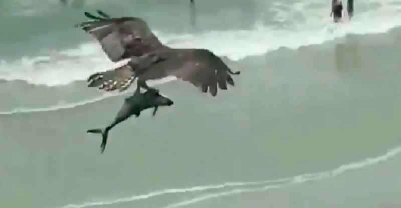 La-video-dun-oiseau-volant-avec-un-requin-dans-ses-griffes-fait-le-tour-du-web