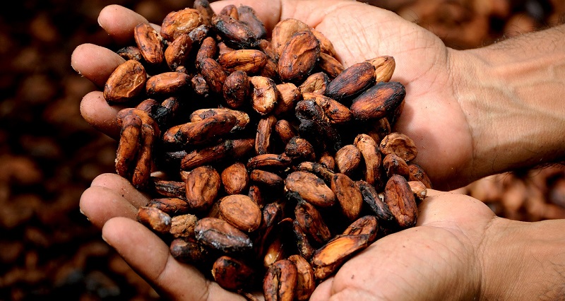 Le-Ghana-et-la-Cote-dIvoire-suspendent-leurs-ventes-de-cacao-voici-les-raisons-evoquees