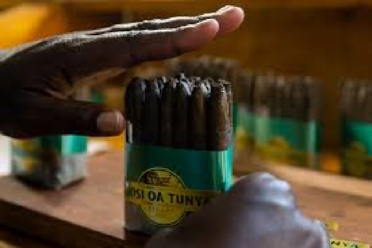 Le-Zimbabwe-a-sa-toute-premiere-entreprise-de-cigares-roules-a-la-main