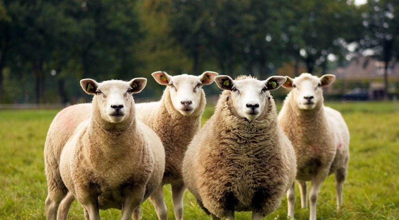 Le-parking-dun-McDonalds-au-Pays-de-Galles-envahi-par-des-moutons-photo