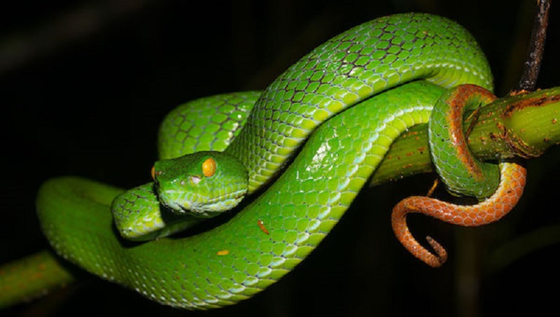 Le-proprietaire-de-25-serpents-tue-par-lun-de-ses-proteges