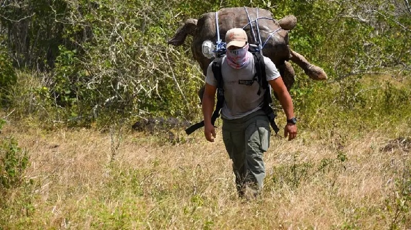 Le-retour-tant-attendu-de-la-tortue-geante-Diego-aux-Galapagos-video