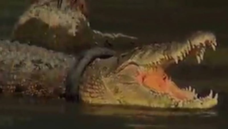 Les-autorites-indonesiennes-offrent-une-recompense-pour-retirer-un-pneu-du-cou-dun-crocodile-geant-e1580407912624