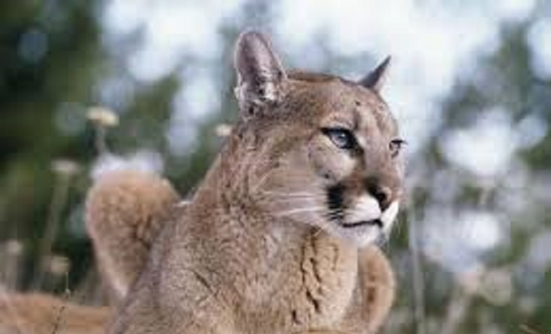 Les-propos-dun-homme-face-a-un-Puma-Allez-mon-pote-Jai-pas-envie-de-mourir-aujourdhui