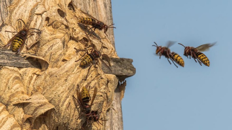 Malaisie-une-fille-de-8-ans-piquee-a-mort-par-un-essaim-de-frelons