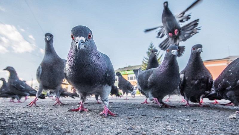 Mort-depuis-6-ans-il-est-decouvert-grace-a-des-pigeons