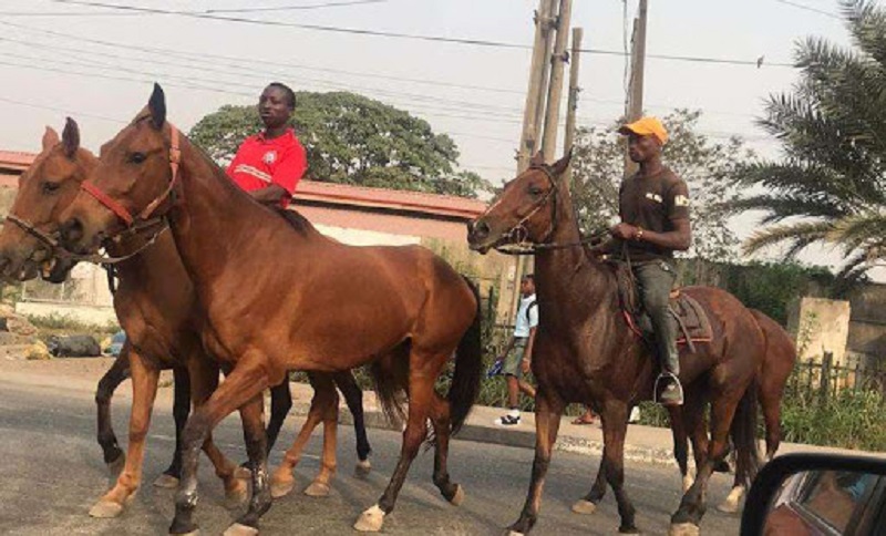 Nigeria-des-chevaux-comme-moyen-de-transport-a-Lagos-en-lieu-et-place-des-moto-taxis