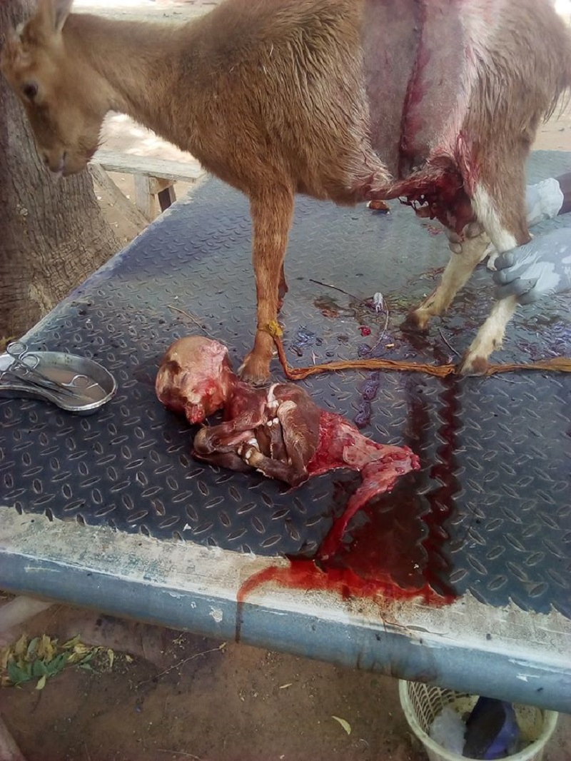 Nigeria-une-chevre-donne-naissance-a-un-etrange-chevreau-avec-un-crane-de-forme-humaine-photos