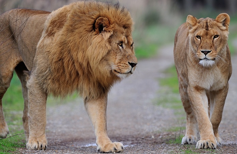 On-ne-badine-pas-avec-lamour-une-lionne-gifle-un-lion-mecontent-video