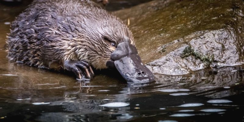 Ornithorinque-cet-animal-avec-un-bec-de-canard-et-une-queue-de-castor-serait-aussi-fluorescent-1
