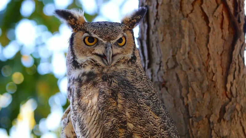 Ou-se-cache-le-hibou-Cette-photo-rare-defie-les-plus-fins-observateurs