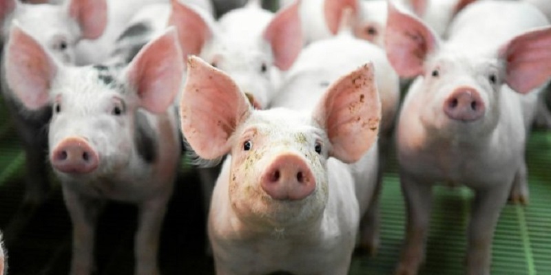 Peste-porcine-africaine-la-Chine-annonce-linterdiction-des-importations-de-porc-allemand