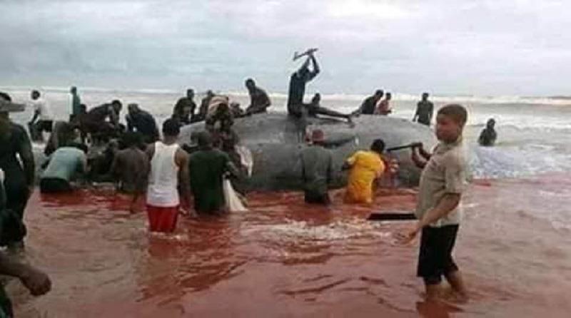 Photo-Une-baleine-a-eu-le-malheur-dechouer-sur-une-plage-africaine