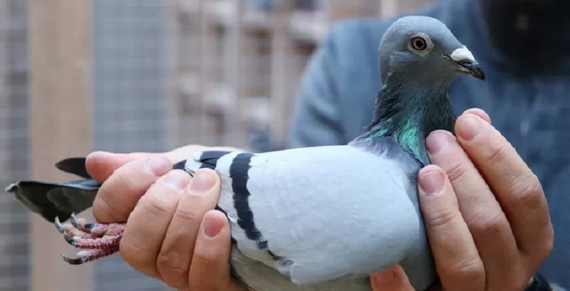 Photos-Un-pigeon-vendu-a-plus-d1-milliard-FCFA-des-internautes-choques