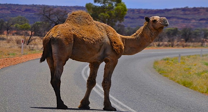 Pour-lutter-contre-les-incendies-le-gouvernement-australien-veut-tuer-des-milliers-de-dromadaires