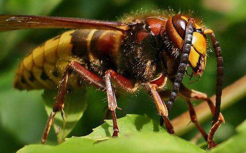 Pour-montrer-son-mecontentement-il-depose-1.500-frelons-asiatiques-pres-dune-mairie