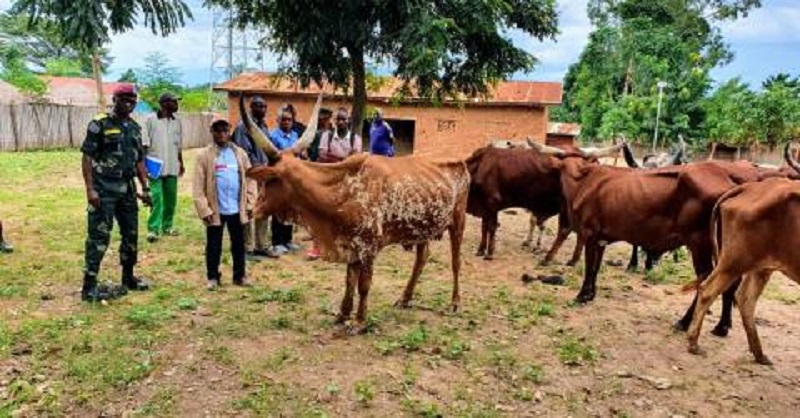RDC-Les-forces-armees-recuperent-les-vaches-pillees-par-des-rebelles