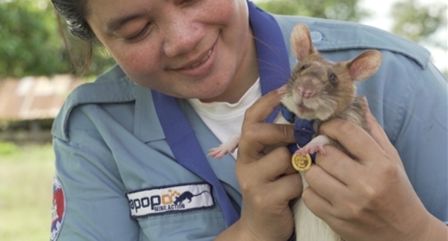 Rat-decore-pour-avoir-sauve-des-vies