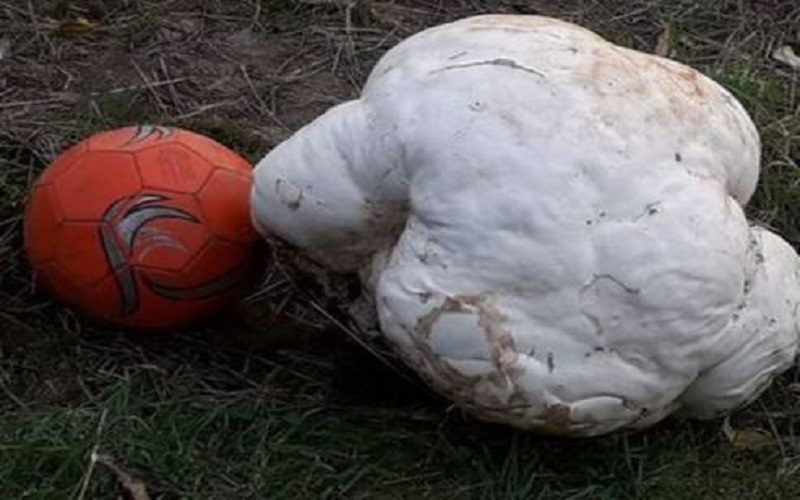 Record-du-champignon-le-plus-gros-trouve-en-France-ferait-11-kilos-Photo-1