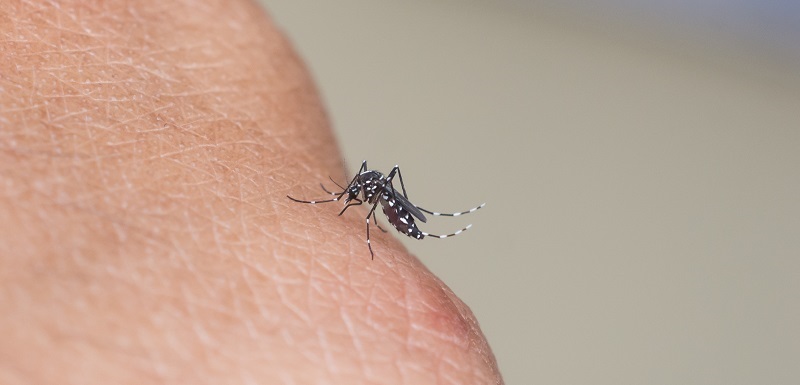 A Mosquito sucking human blood.