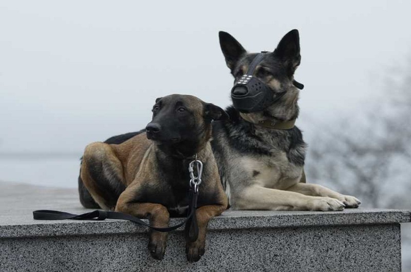 Royaume-Uni-des-chiens-dresses-pour-detecter-le-coronavirus