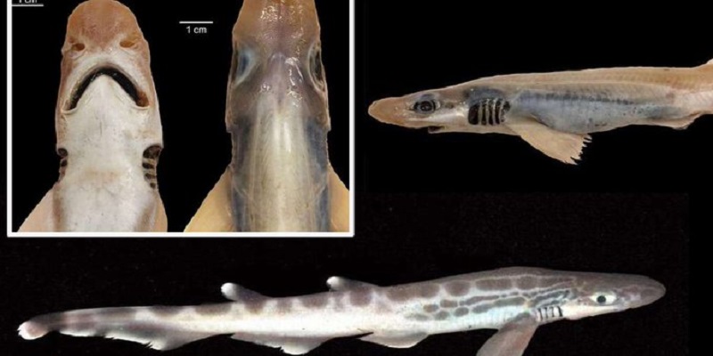 Sans-peau-ni-dents-un-requin-peche-en-mer-de-Sardaigne-intrigue-des-scientifiques-photos