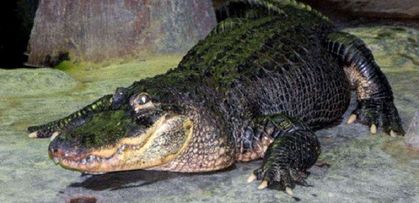 Saturne-le-legendaire-alligator-du-zoo-de-Moscou-est-decede-a-84-ans-ce-week-end