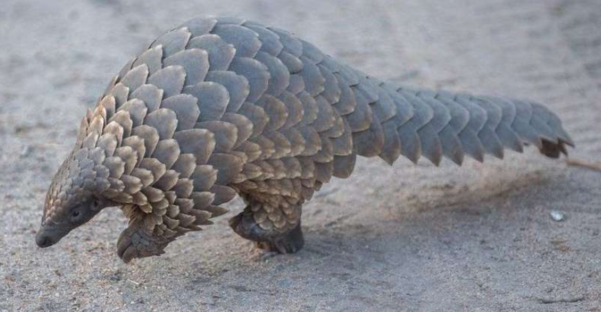 Screenshot_2020-02-07-Coronavirus-le-pangolin-est-il-lanimal-qui-a-transmis-le-virus-a-lhomme