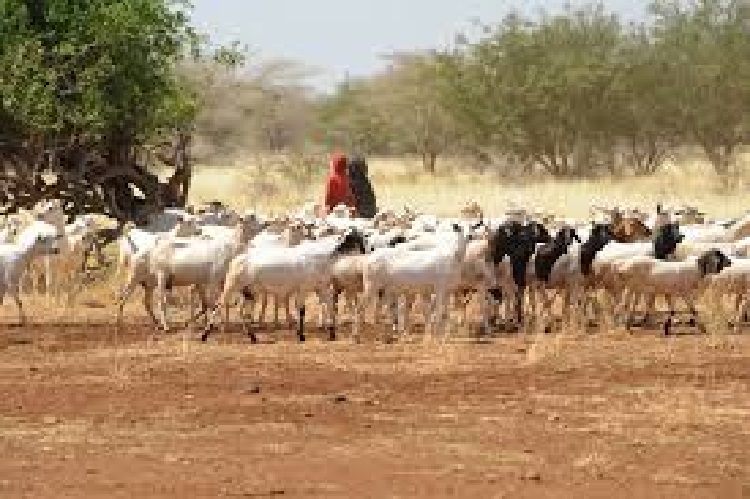 Somalie-Pelerinage-a-la-Mecque-les-eleveurs-de-betail-dans-une-zone-rouge