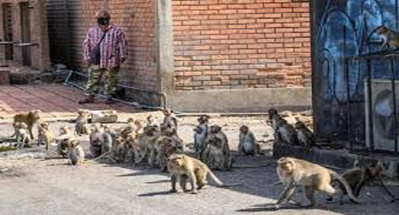 Thailande-Lopburi-la-ville-des-singes-envahie-par-des-macaques-affames