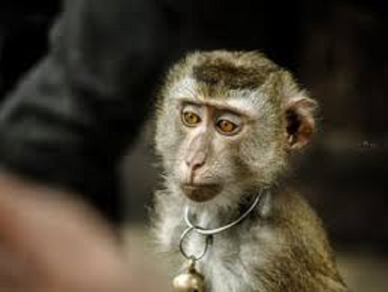 Thailande-le-scandale-des-singes-esclaves-fait-grand-bruit