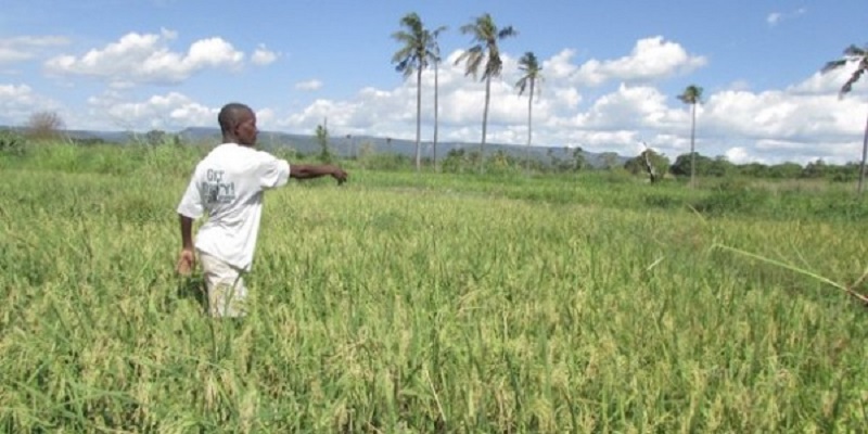 Togo-88-millions-FCFA-debourses-pour-soutenir-les-producteurs-forestiers-et-agricoles